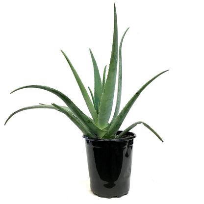 Aloe Vera, 10in