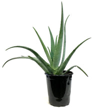 Load image into Gallery viewer, Aloe Vera, 10in
