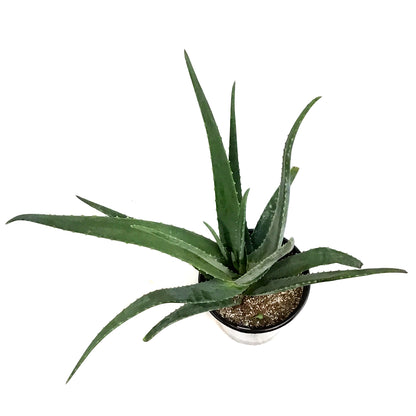 Aloe Vera, 10in