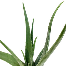 Load image into Gallery viewer, Aloe Vera, 10in
