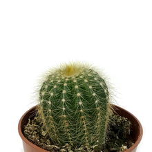 Load image into Gallery viewer, Cactus, 4in, Notocactus Magnificus &#39;Balloon&#39;
