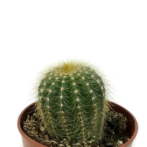 Cactus, 4in, Notocactus Magnificus 'Balloon'