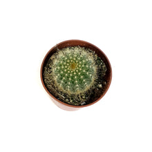 Load image into Gallery viewer, Cactus, 4in, Notocactus Magnificus &#39;Balloon&#39;
