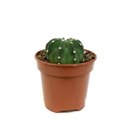 Cactus, 4in, Echinopsis Subdenudatum dominos