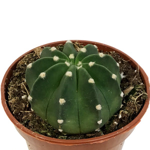 Cactus, 4in, Echinopsis Subdenudatum dominos