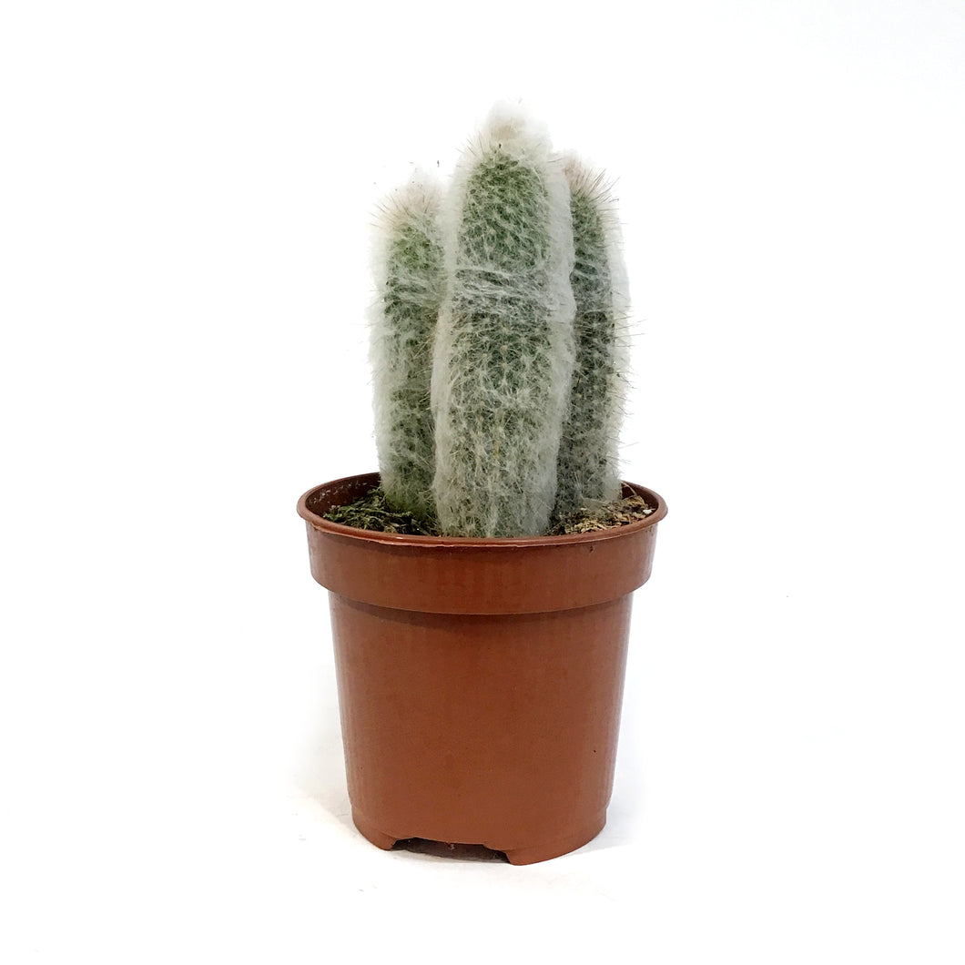Cactus, 4in, Austrocephalocereus Dybowskii