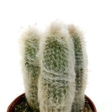 Load image into Gallery viewer, Cactus, 4in, Austrocephalocereus Dybowskii
