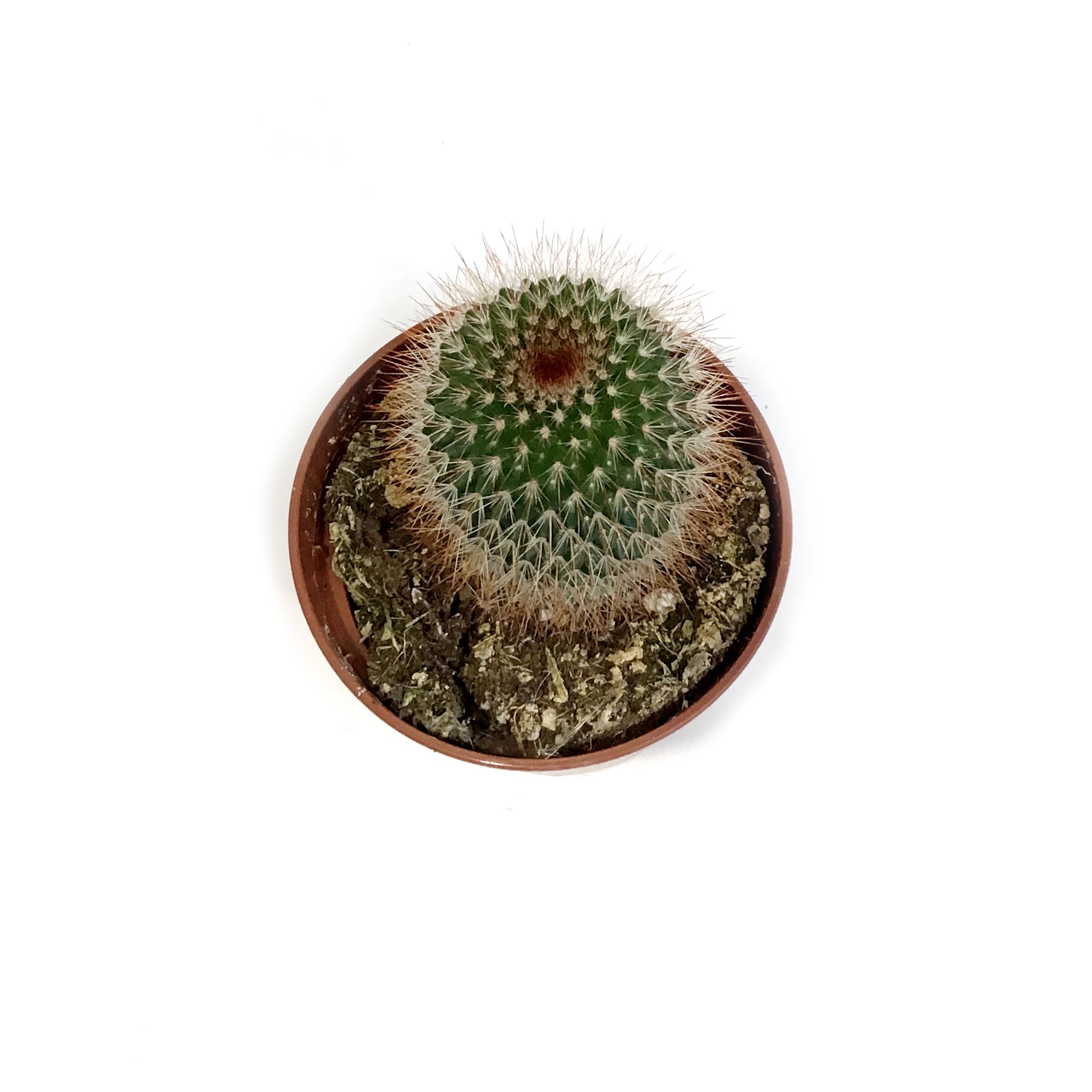 Fish Hook Cactus Starter Plant Mammilaria -  Canada