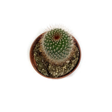 Load image into Gallery viewer, Cactus, 4in, Mammillaria Spinosissima
