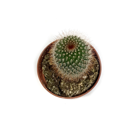 Cactus, 4in, Mammillaria Spinosissima