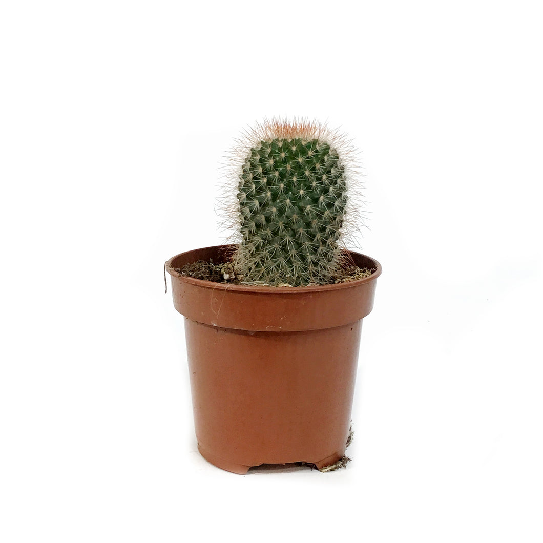 Cactus, 4in, Mammillaria Spinosissima