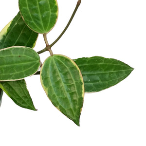 Hoya, 4in, Latifolia Albo