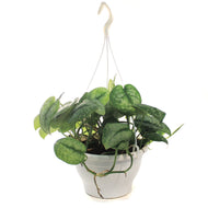 Scindapsus, 7in HB, Silver Splash