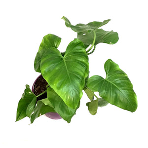 Philodendron, 8in, Giganteum