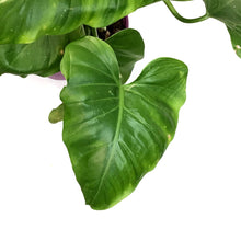Load image into Gallery viewer, Philodendron, 8in, Giganteum
