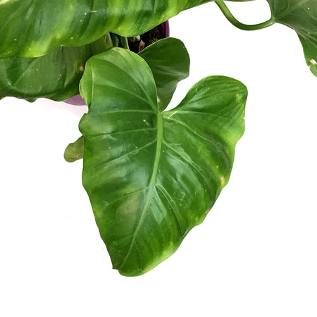Philodendron, 8in, Giganteum