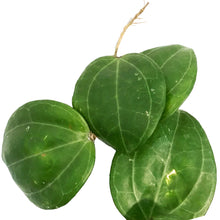 Load image into Gallery viewer, Hoya, 2.75in, Sarawak
