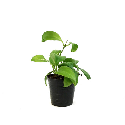Hoya,4in, Merrilli [Long Leaf]