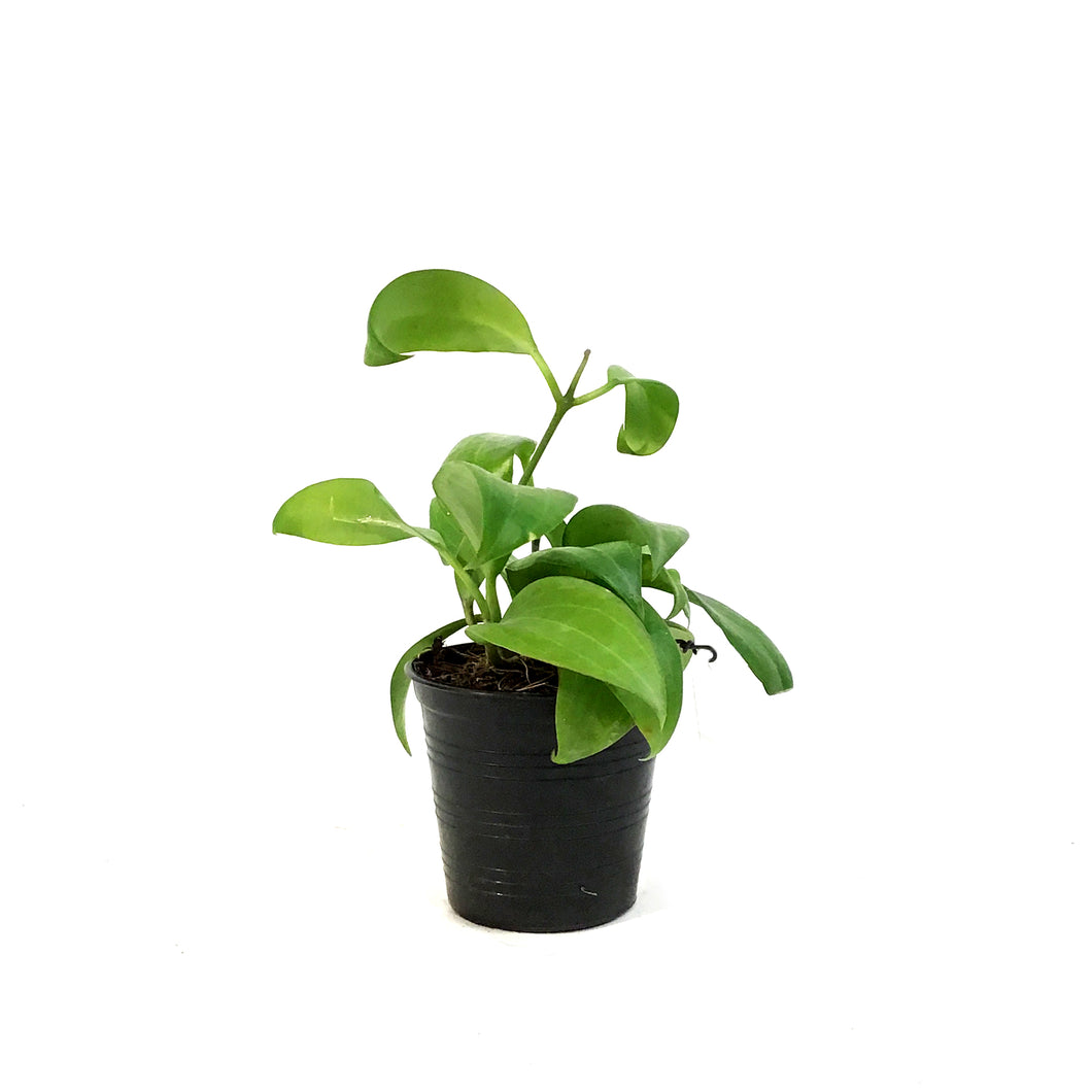 Hoya, 2.75in, Merrilli [Long Leaf]