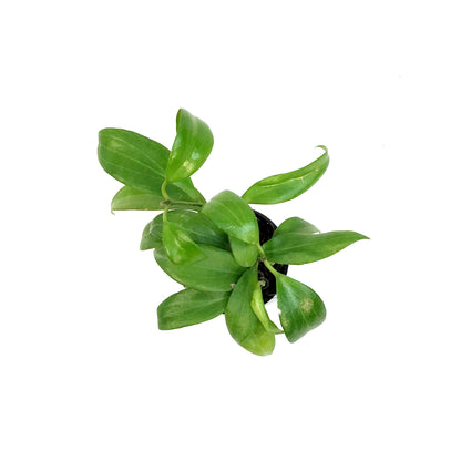 Hoya,4in, Merrilli [Long Leaf]