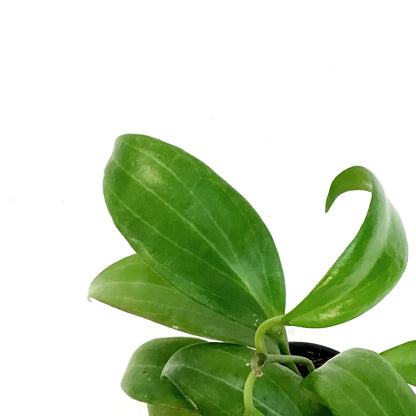 Hoya,4in, Merrilli [Long Leaf]