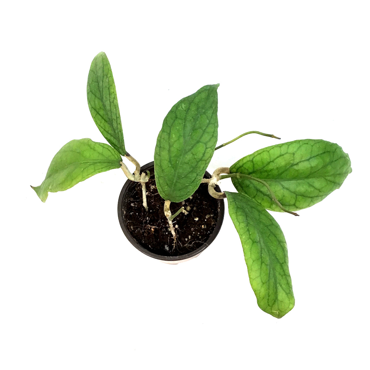 Hoya, 4in, Villnoides