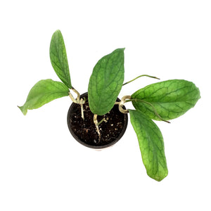 Hoya, 4in, Villnoides