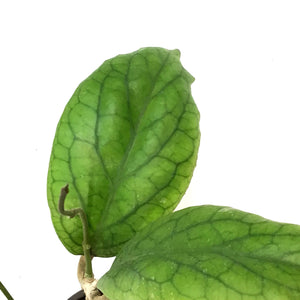 Hoya, 4in, Villnoides