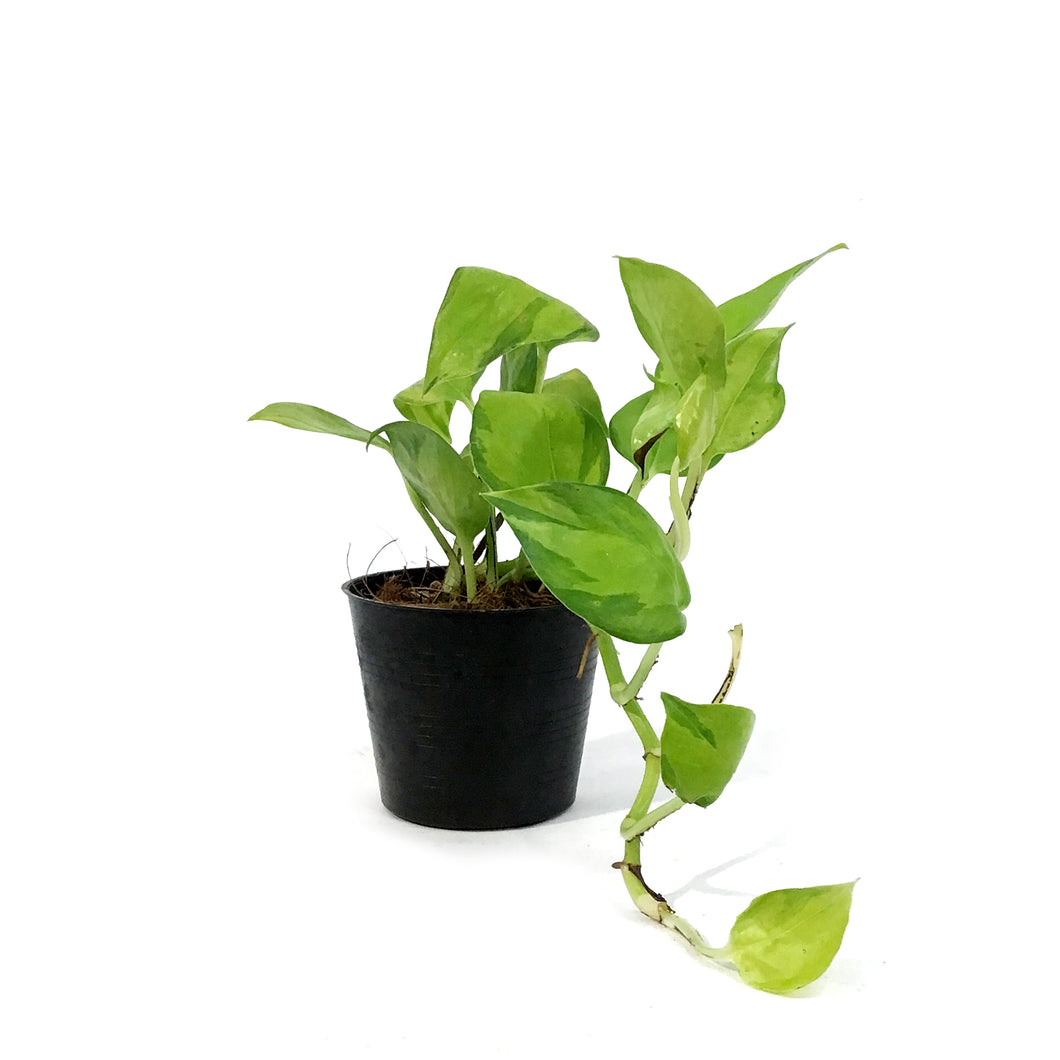 Pothos, 2.75in, Neon Joy