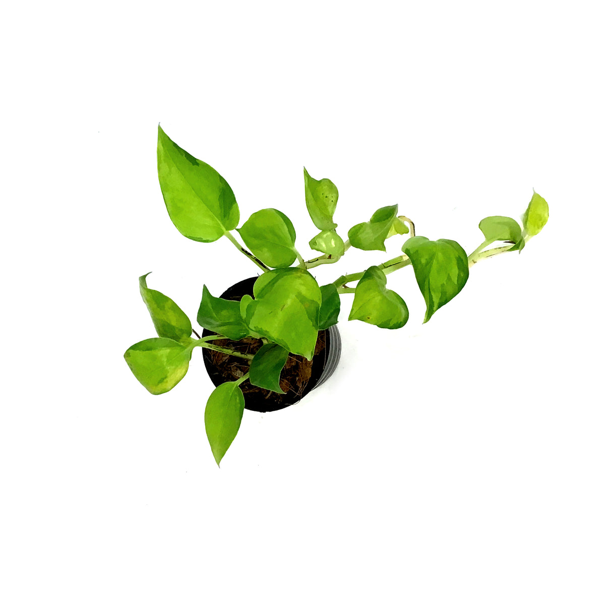 Pothos, 4in, Teruno Champs Elysees