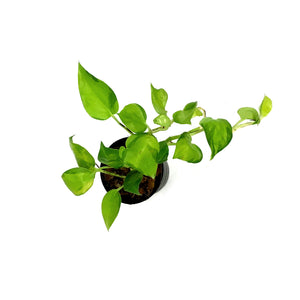 Pothos, 2.75in, Neon Joy