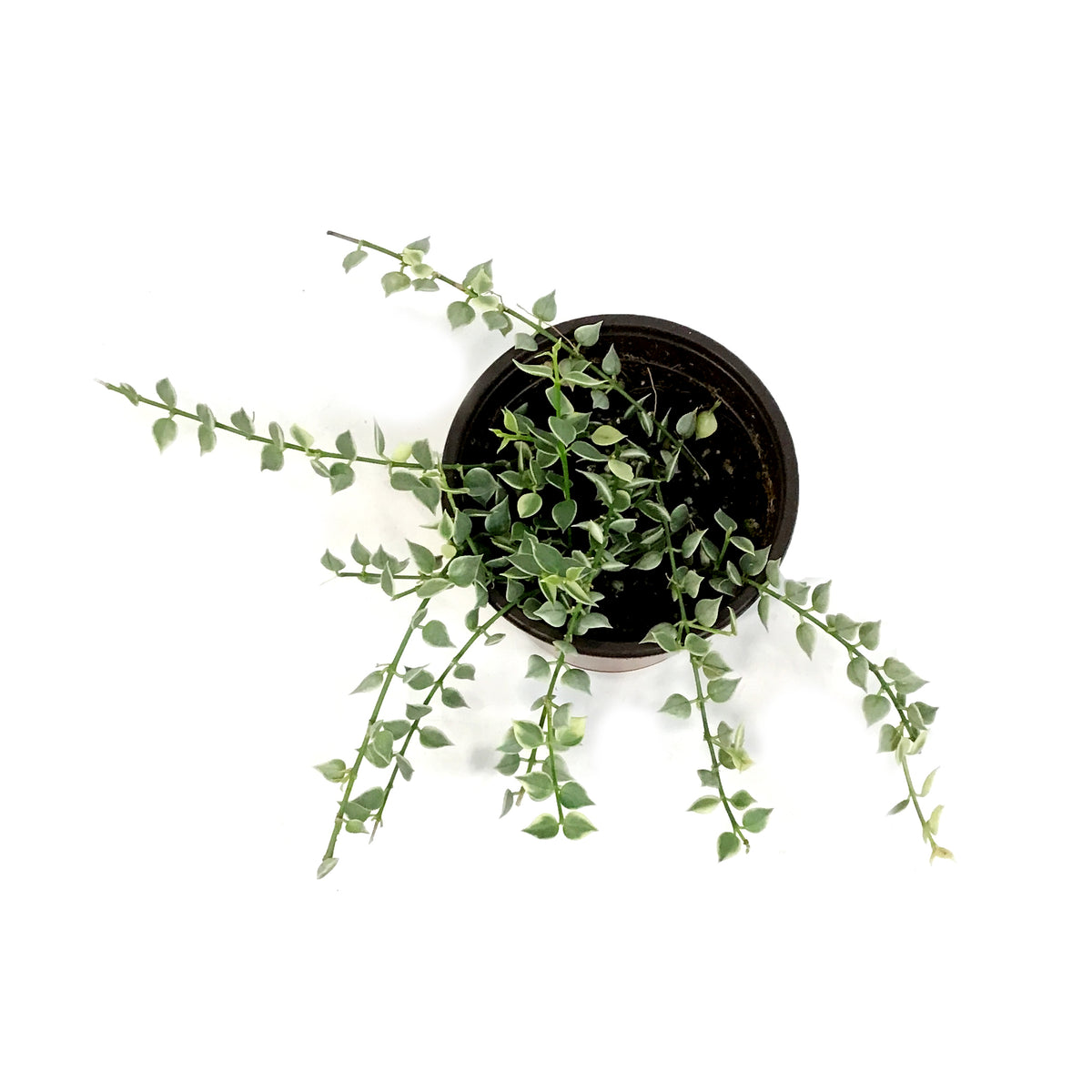 Dischidia, 4in, Million Hearts