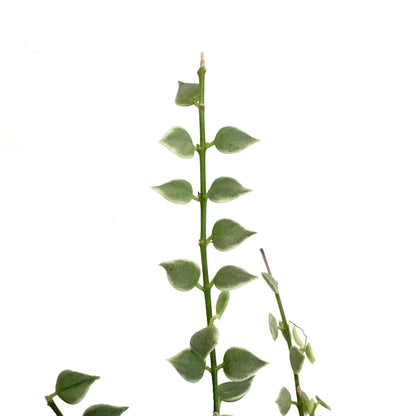 Dischidia, 4in, Million Hearts
