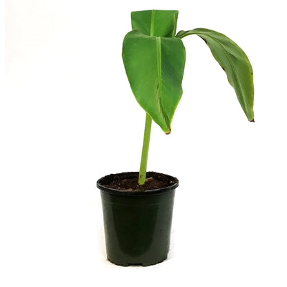 Banana, 6in, Hardy Musa Basjoo