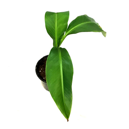 Banana, 6in, Hardy Musa Basjoo