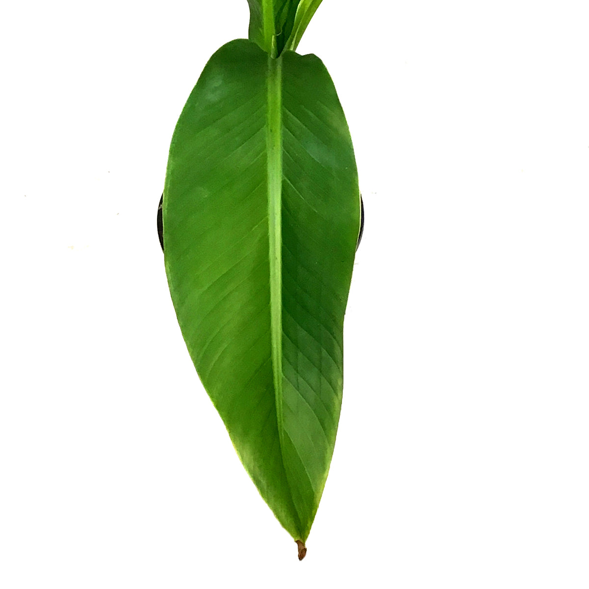 Banana, 6in, Hardy Musa Basjoo