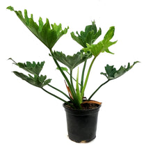 Load image into Gallery viewer, Philodendron, 4in, Little Hope
