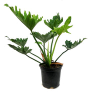 Philodendron, 4in, Little Hope