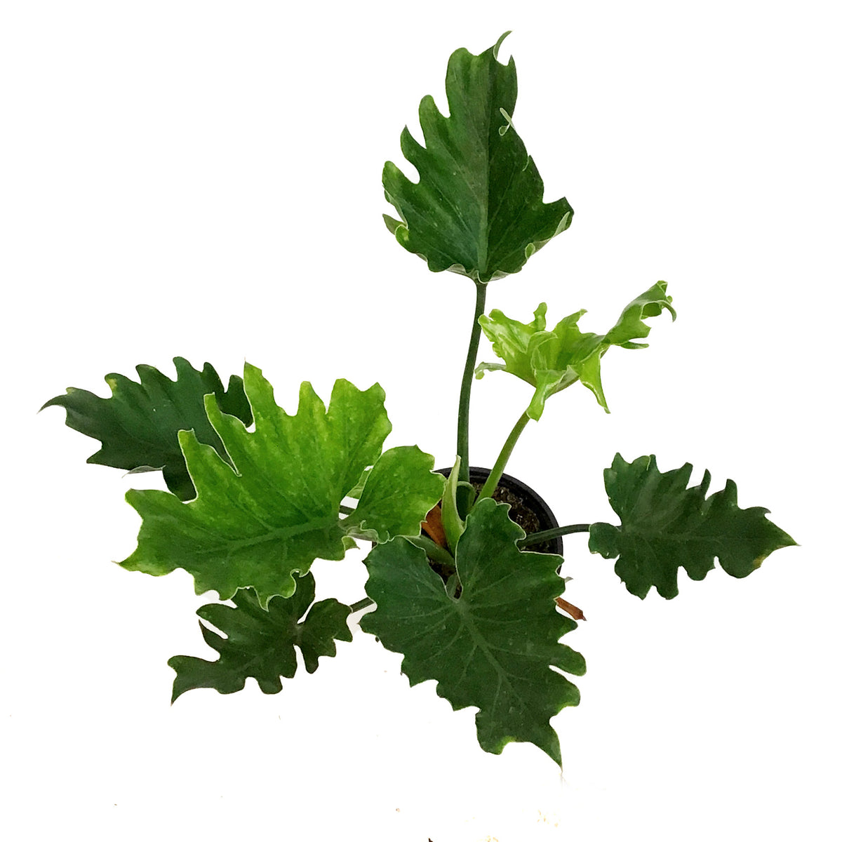 Philodendron, 4in, Little Hope
