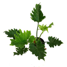 Load image into Gallery viewer, Philodendron, 4in, Little Hope
