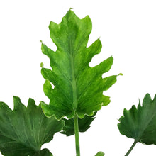 Load image into Gallery viewer, Philodendron, 4in, Little Hope
