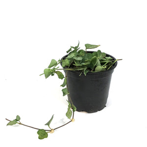 String of Hearts, 4in, Ceropegia woodii, Green Lov
