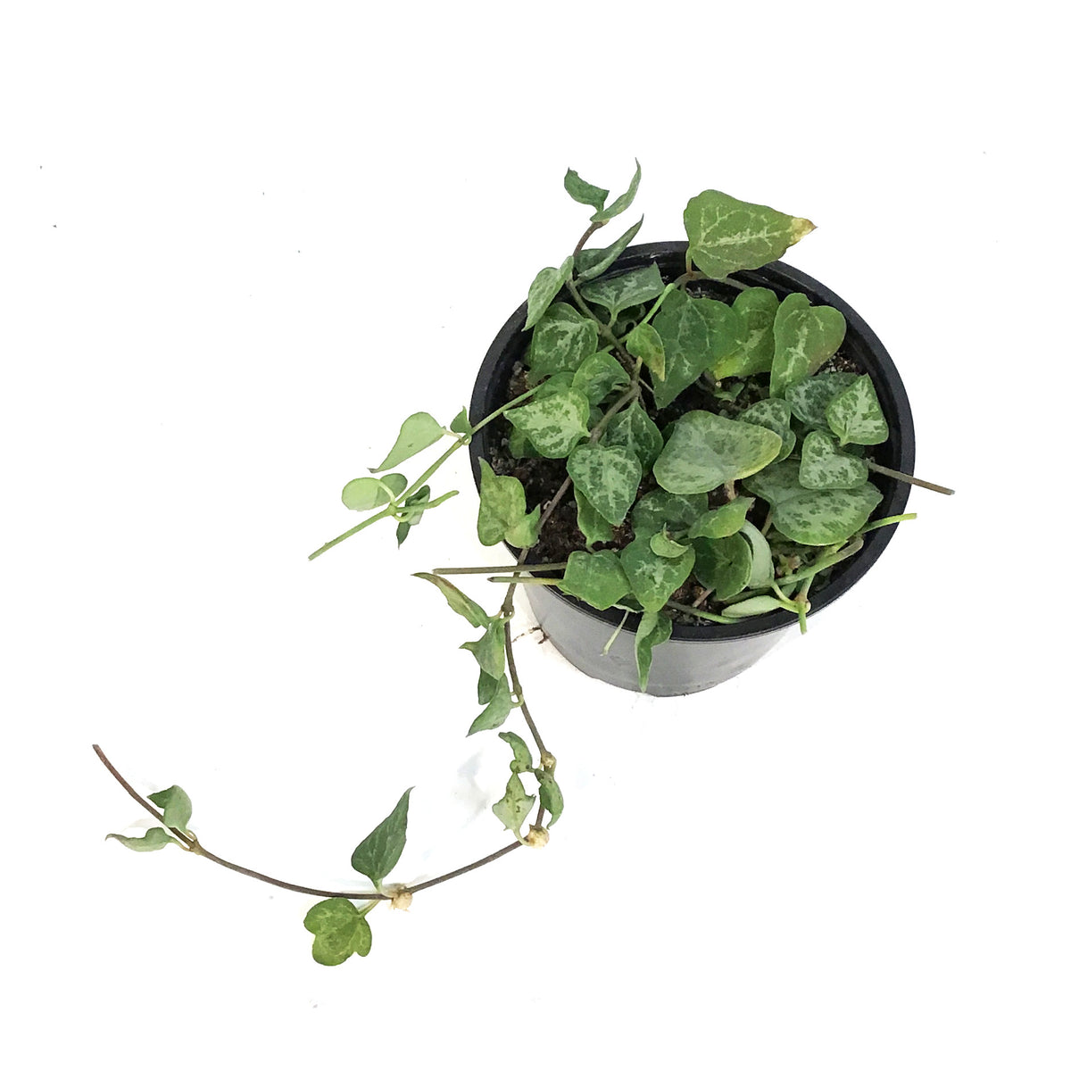String of Hearts, 4in, Ceropegia woodii, Green Lov