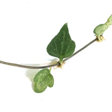 Load image into Gallery viewer, String of Hearts, 4in, Ceropegia woodii, Green Lov
