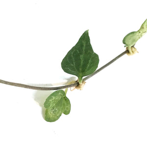 String of Hearts, 4in, Ceropegia woodii, Green Lov