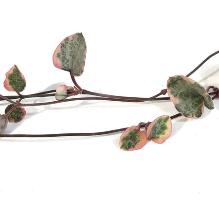String of Hearts, 4in, Ceropegia woodii,Variegated