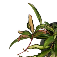 Load image into Gallery viewer, Hoya, 4in, Wayetii, Tricolour
