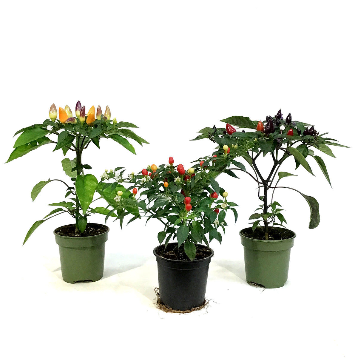 Fall Plant, 4in, Ornamental Pepper