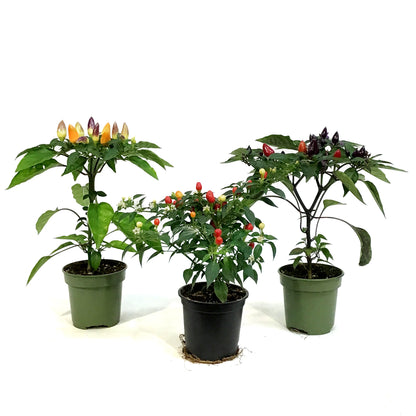 Fall Plant, 4in, Ornamental Pepper