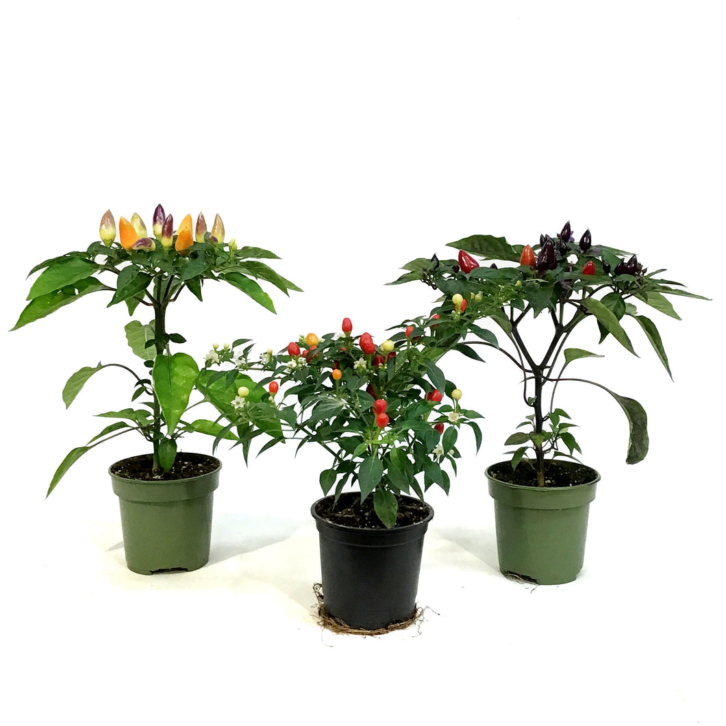 Fall Plant, 4in, Ornamental Pepper